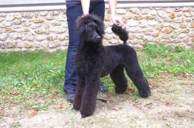 foire-haricots 2011-09-17et18